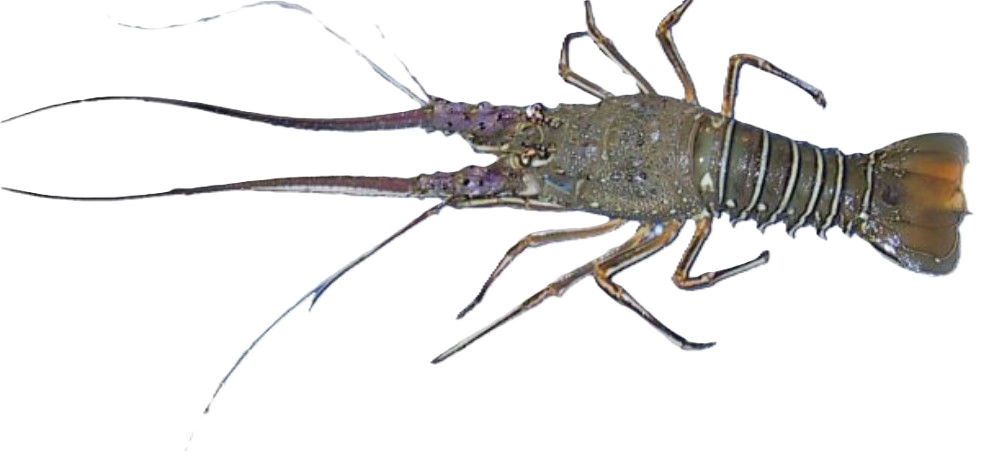 Royal Spiny Lobster